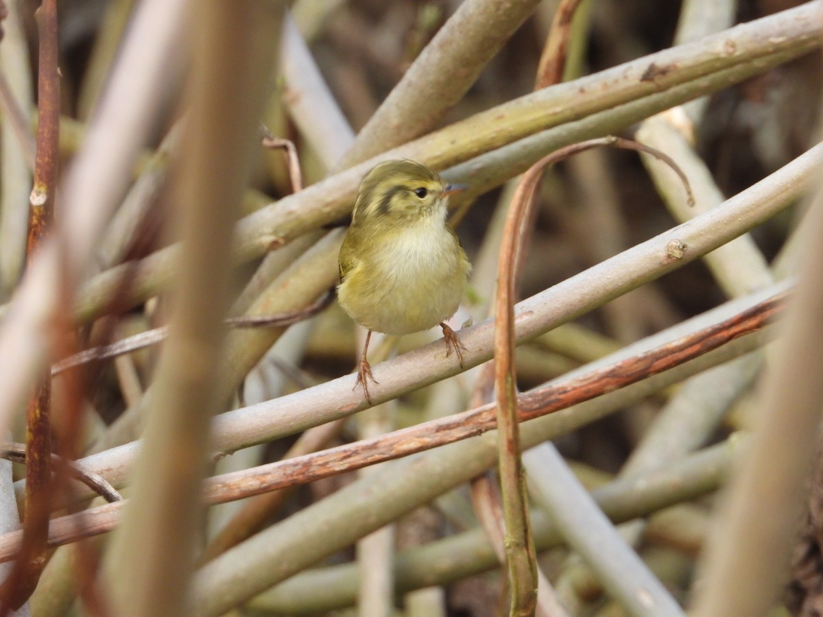 Hume's Warbler - ML306687331