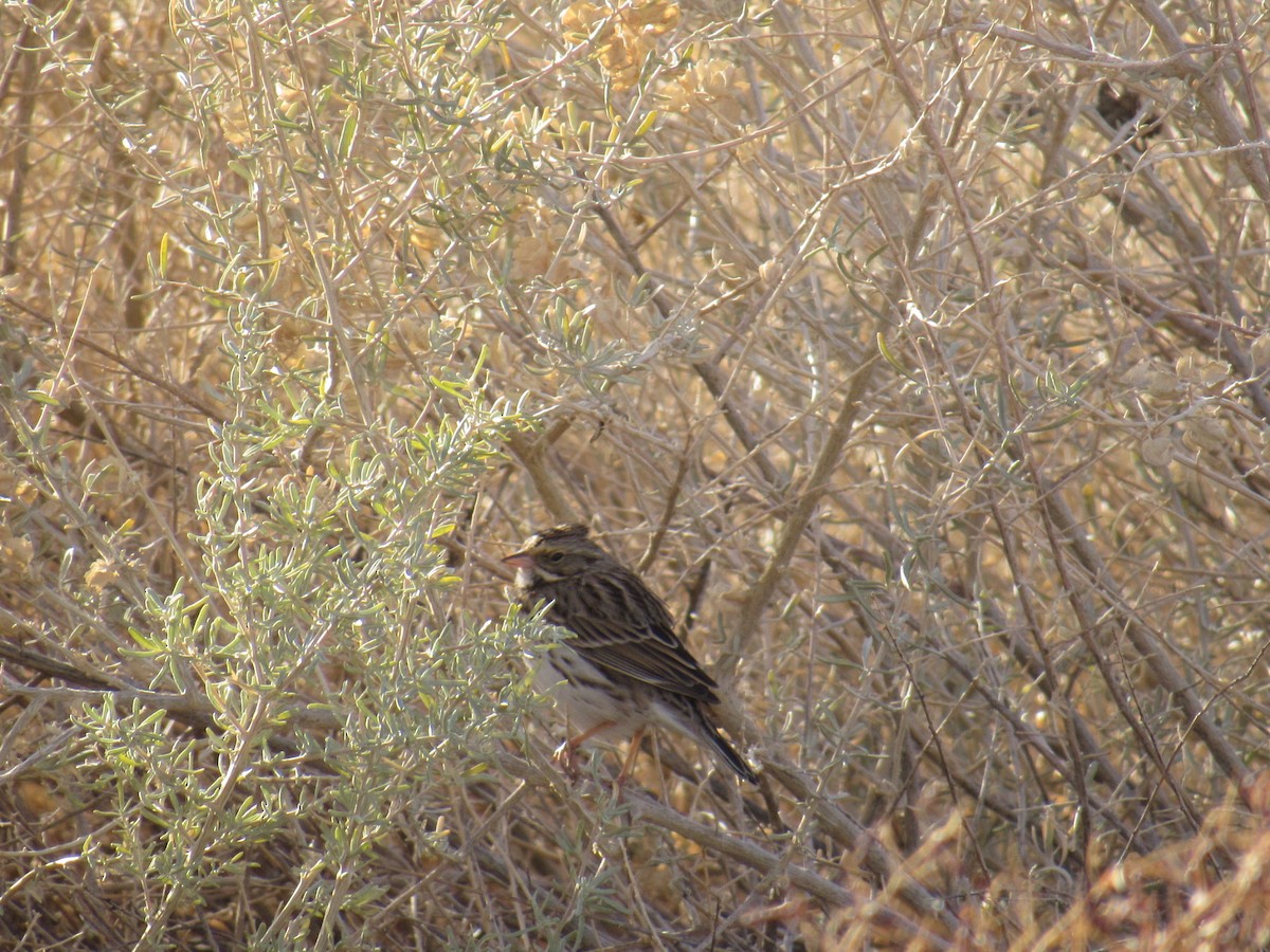 Savannah Sparrow - ML306690481