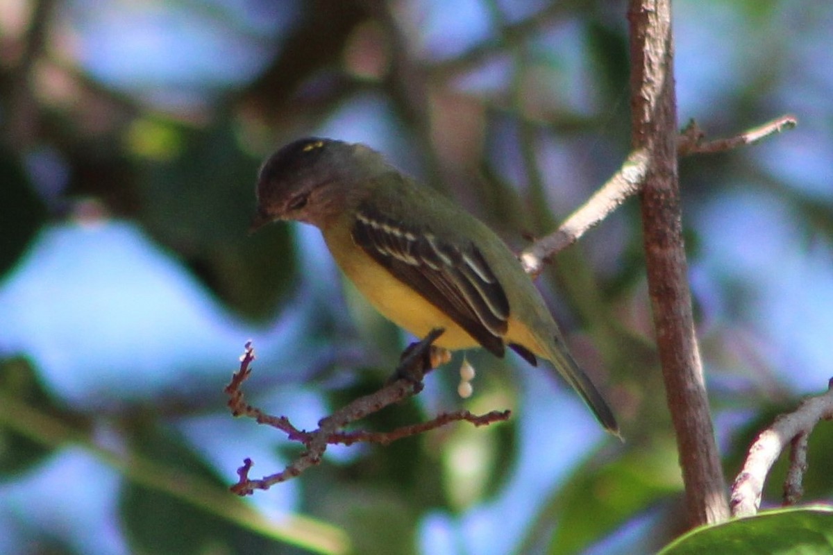 Yellow-crowned Tyrannulet - ML306690491