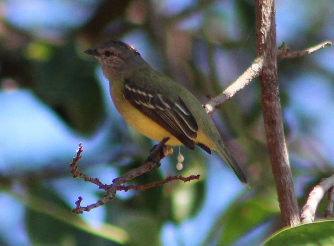 Yellow-crowned Tyrannulet - ML306690501