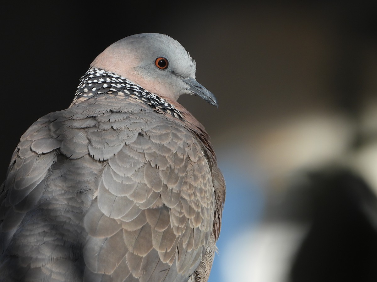 Spotted Dove - ML306691581