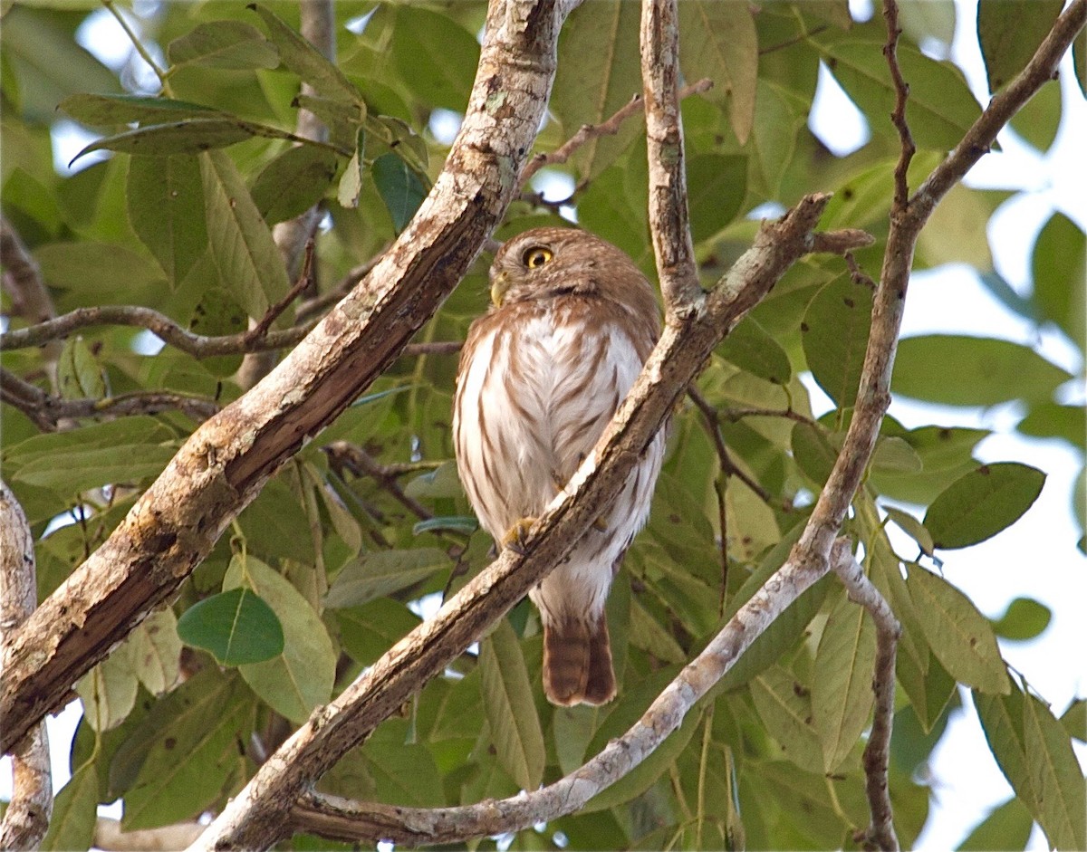 Ferruginous Pygmy-Owl - ML30669171