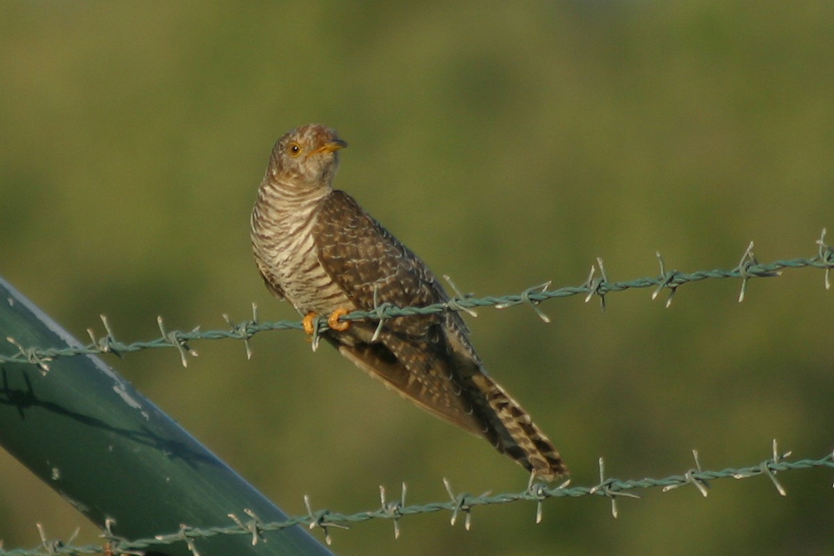 Common Cuckoo - Oscar Campbell