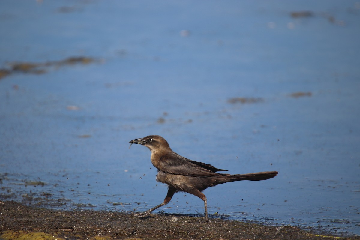 Great-tailed Grackle - ML306695281