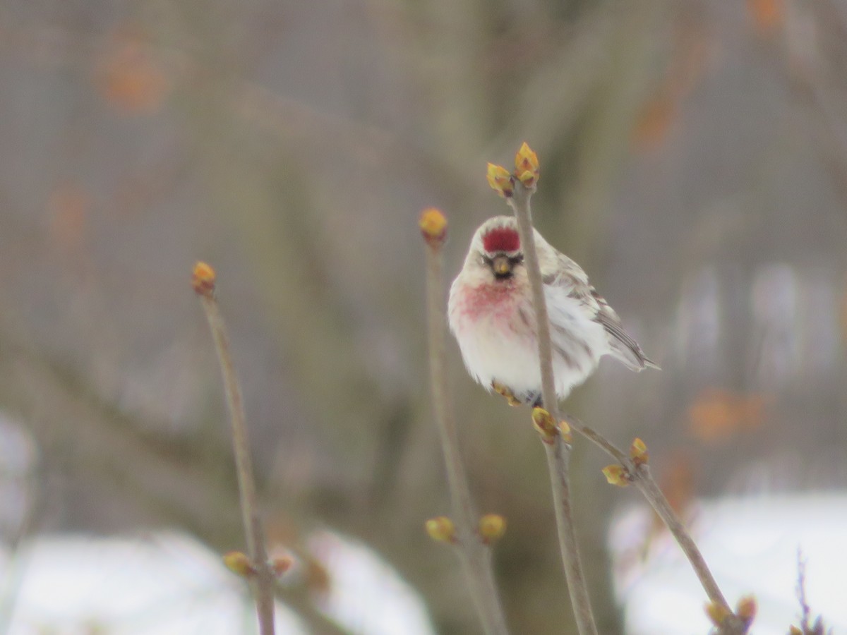 Hoary Redpoll - Kevin Topping
