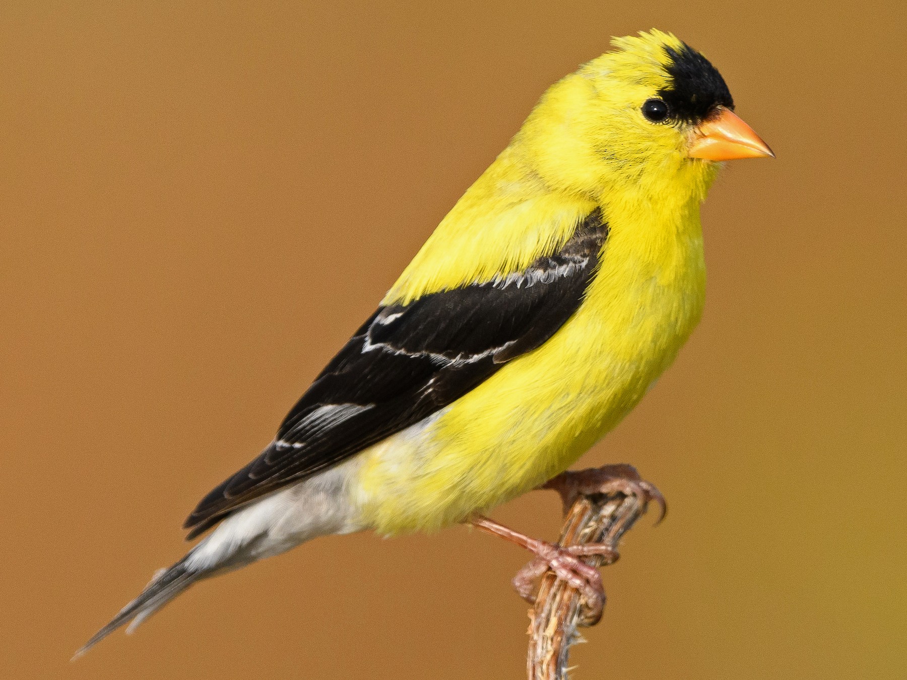 american goldfinch male