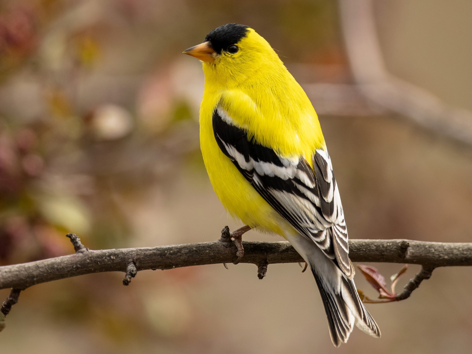 American Goldfinch - Ian Routley