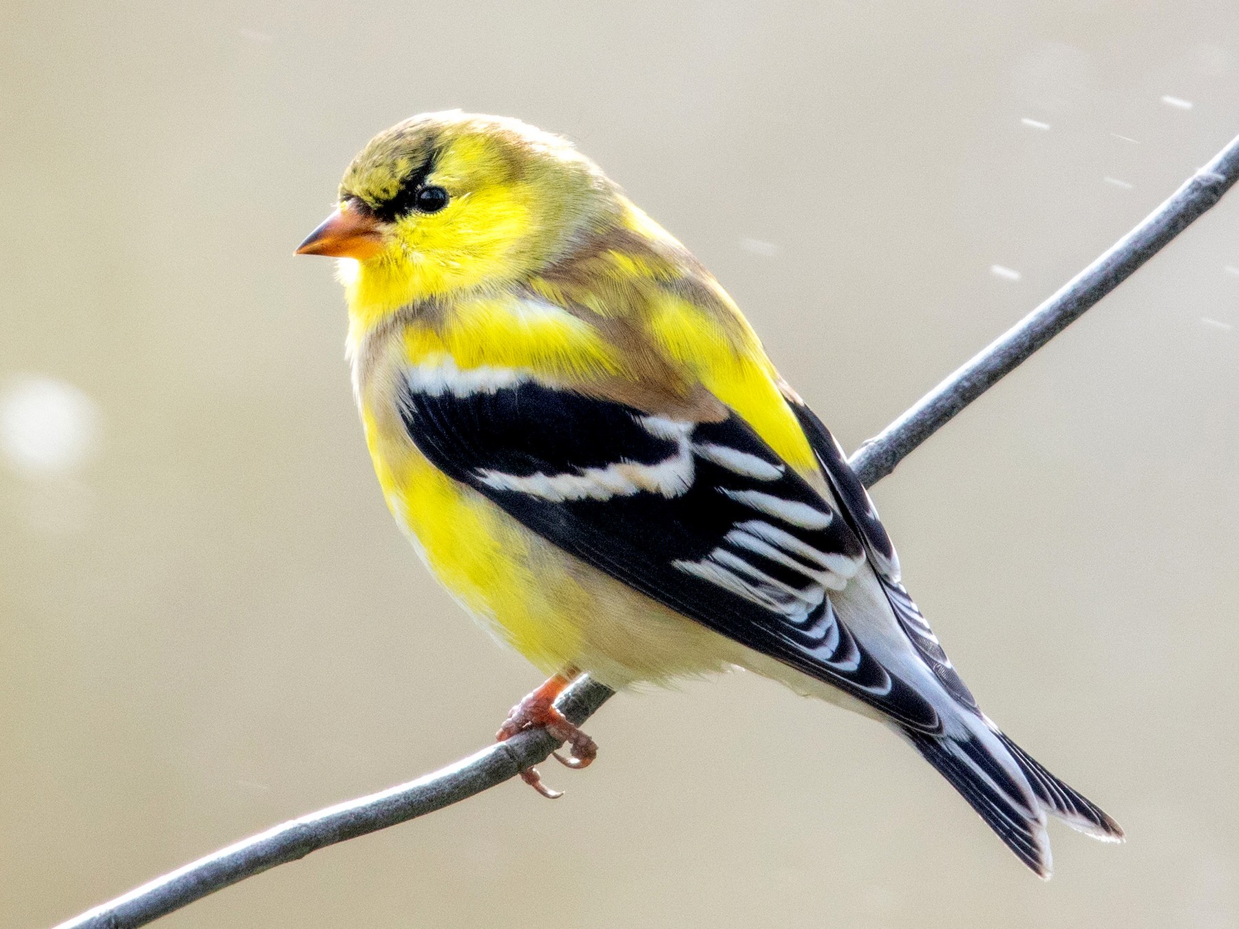 american goldfinch male