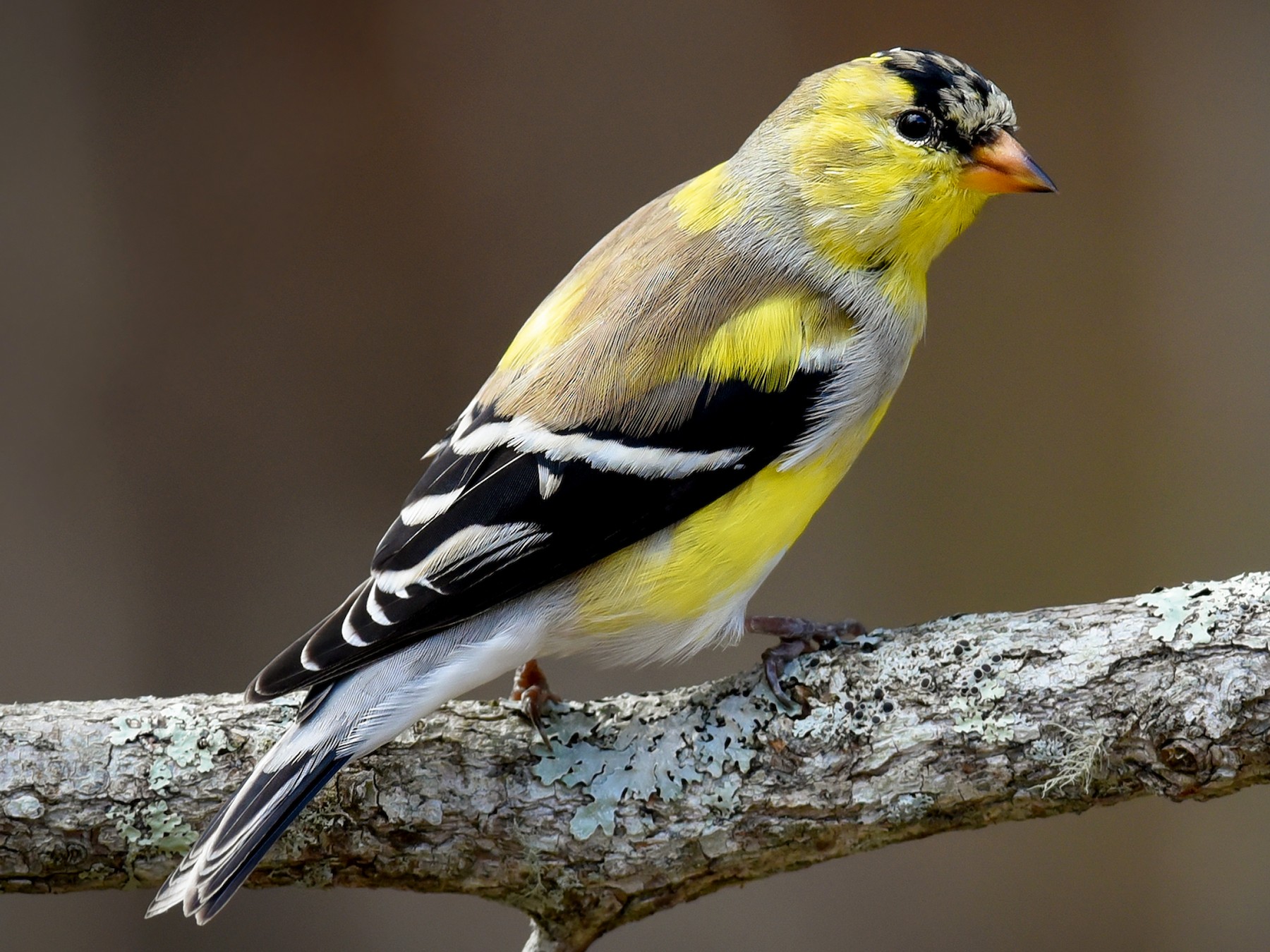 American Goldfinch Female Winter