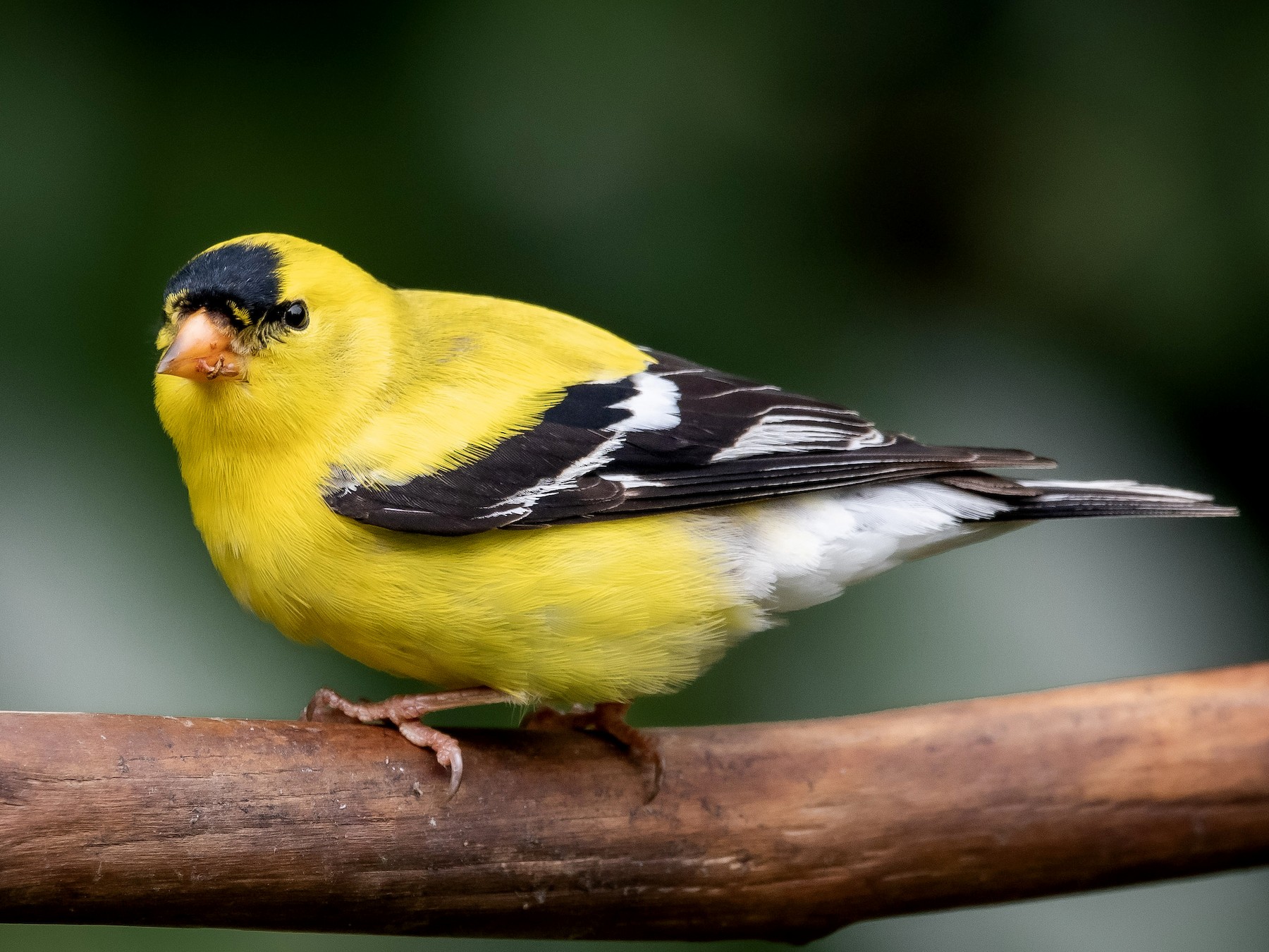 american goldfinch male