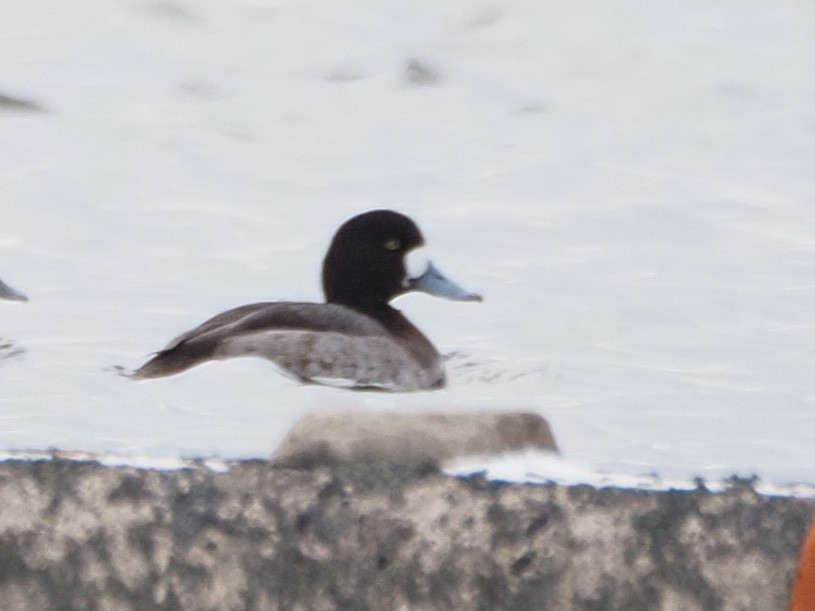 Greater Scaup - ML306713431