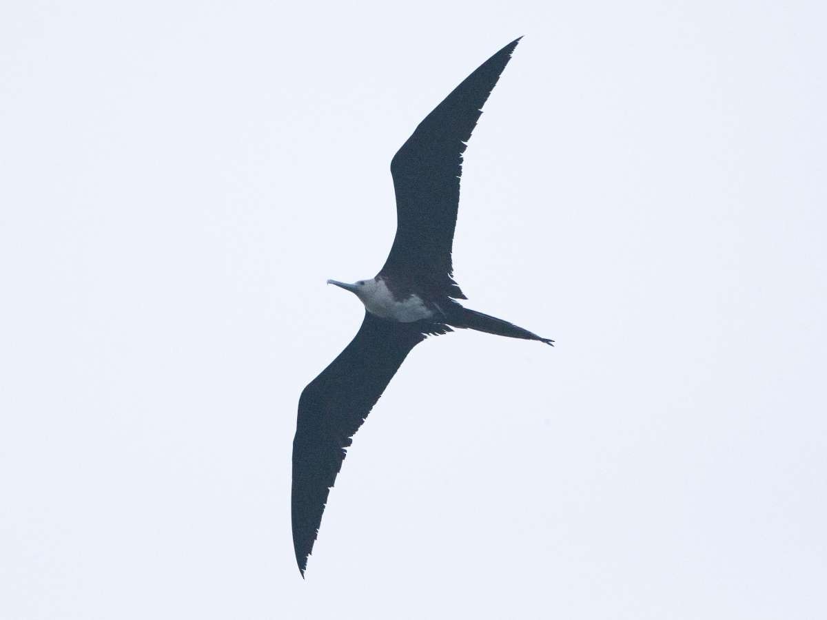 Magnificent Frigatebird - Gary Nunn