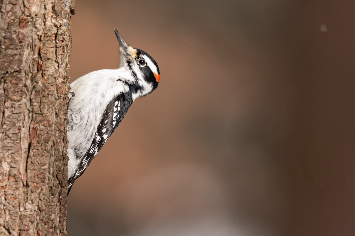 Hairy Woodpecker (Eastern) - Brad Imhoff