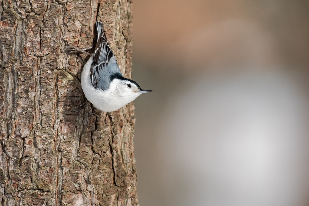 White-breasted Nuthatch (Eastern) - ML306716101