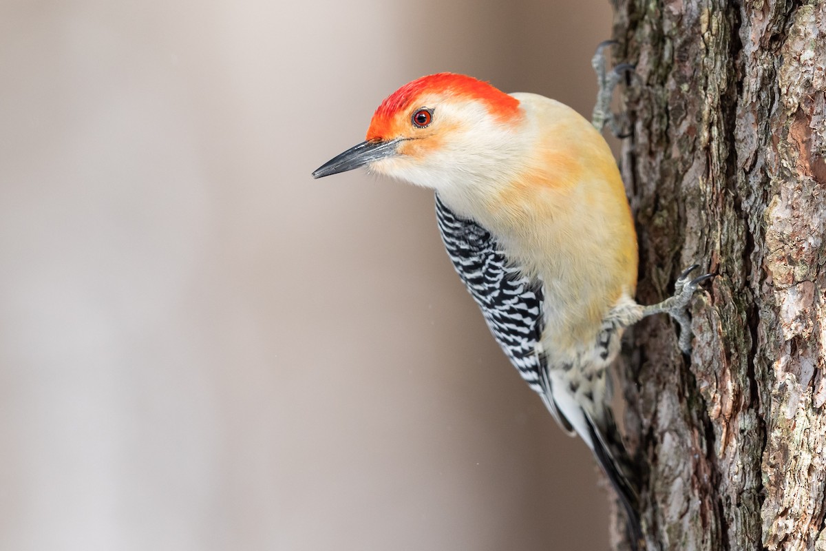 Red-bellied Woodpecker - Brad Imhoff