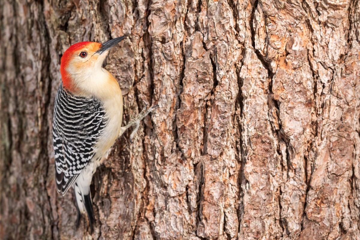 Red-bellied Woodpecker - ML306716421