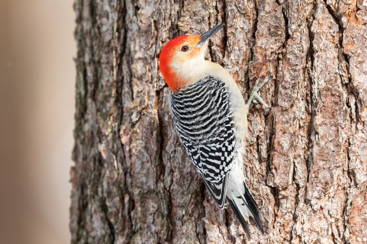 Red-bellied Woodpecker - ML306716511