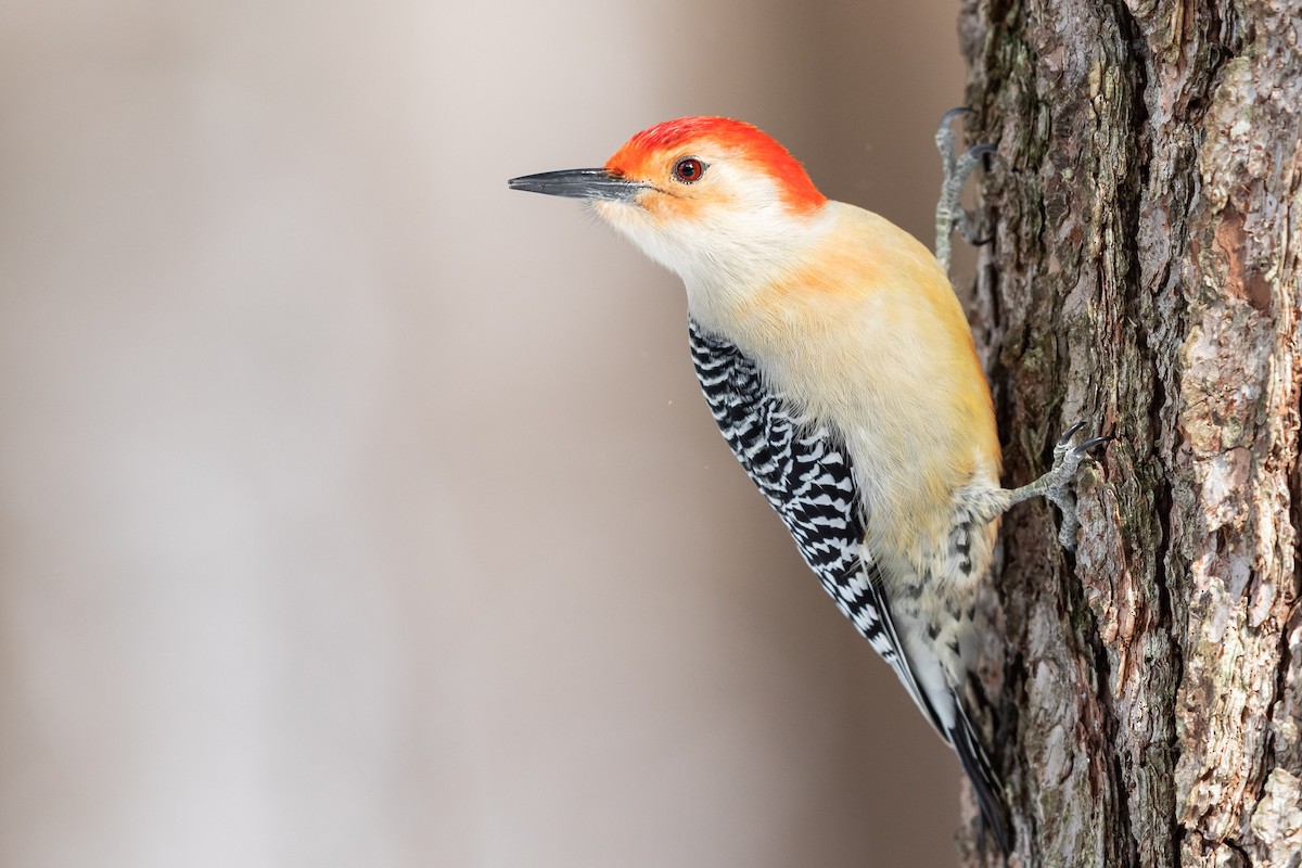 Red-bellied Woodpecker - ML306716751