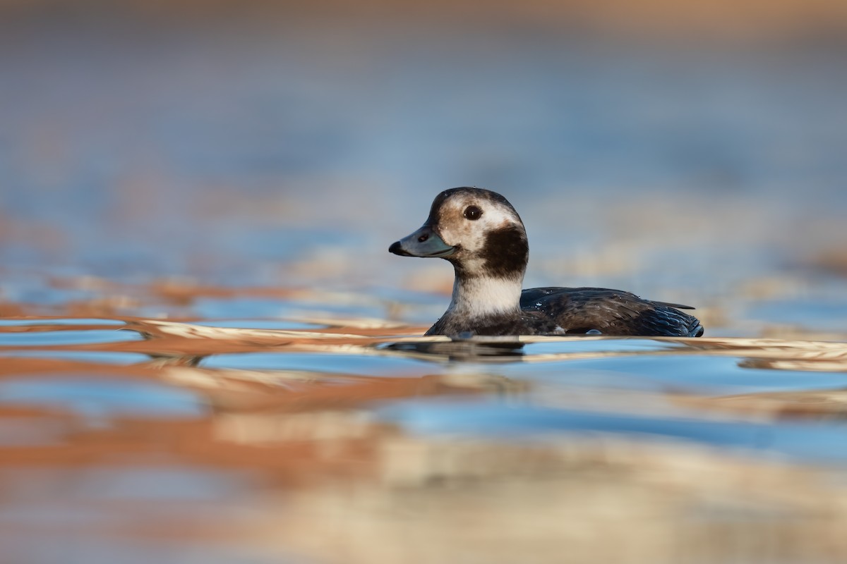Long-tailed Duck - ML306720981