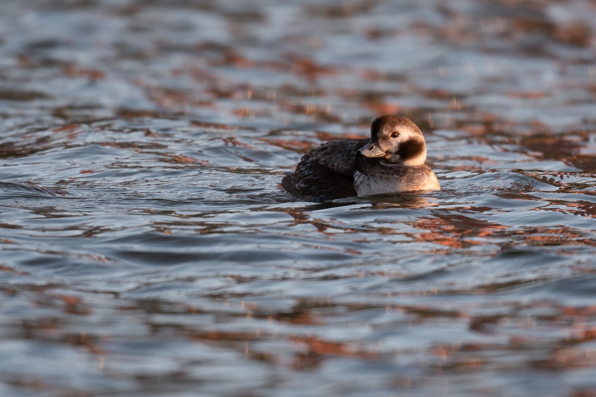Long-tailed Duck - ML306720991
