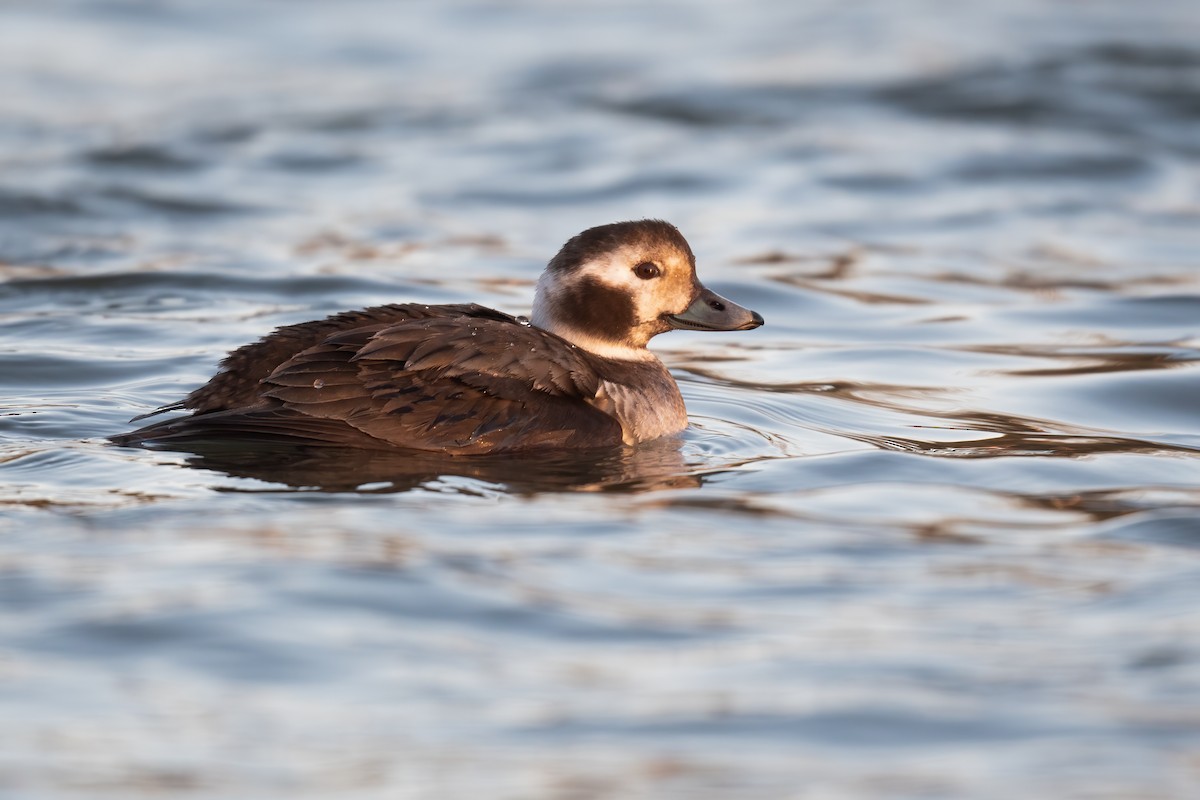 Long-tailed Duck - ML306721001
