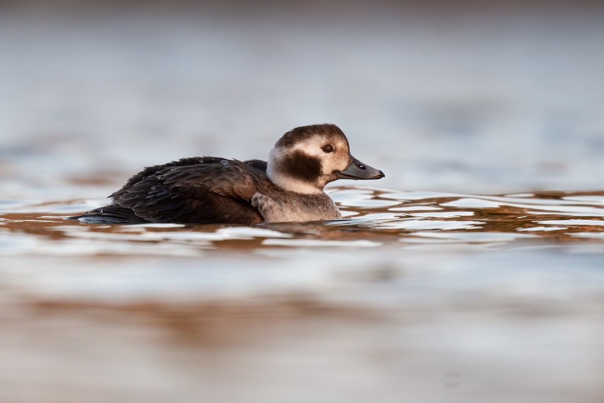 Long-tailed Duck - ML306721141