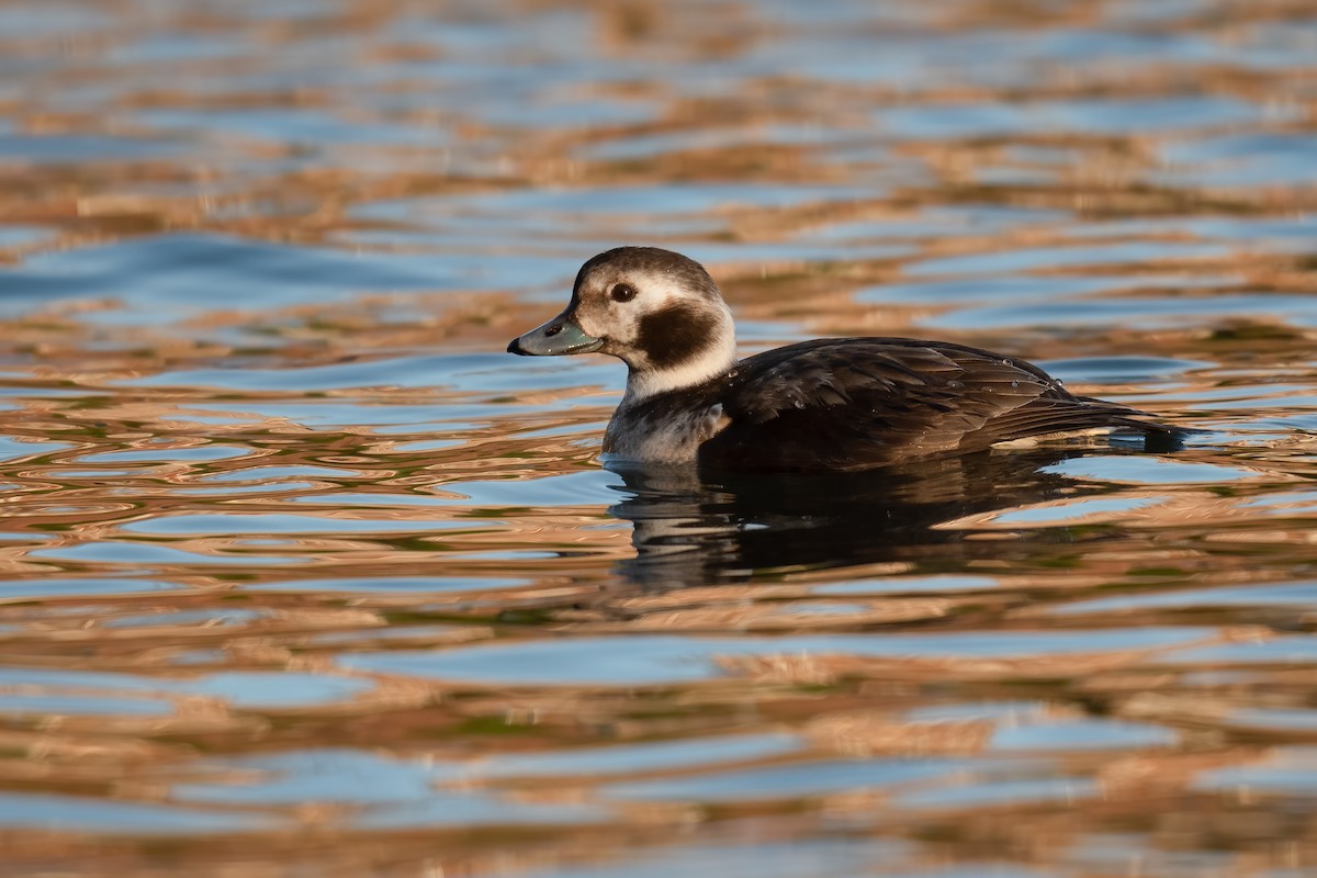 Long-tailed Duck - ML306721191