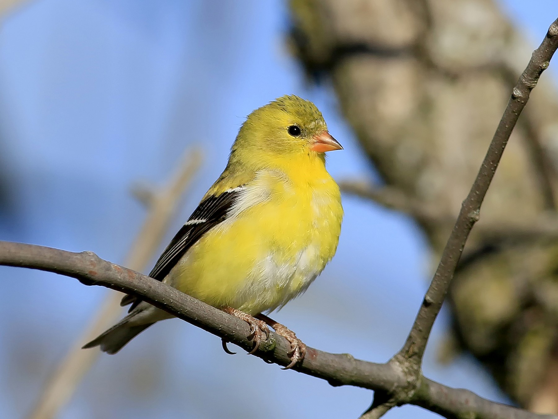 American Goldfinch - Don Blecha