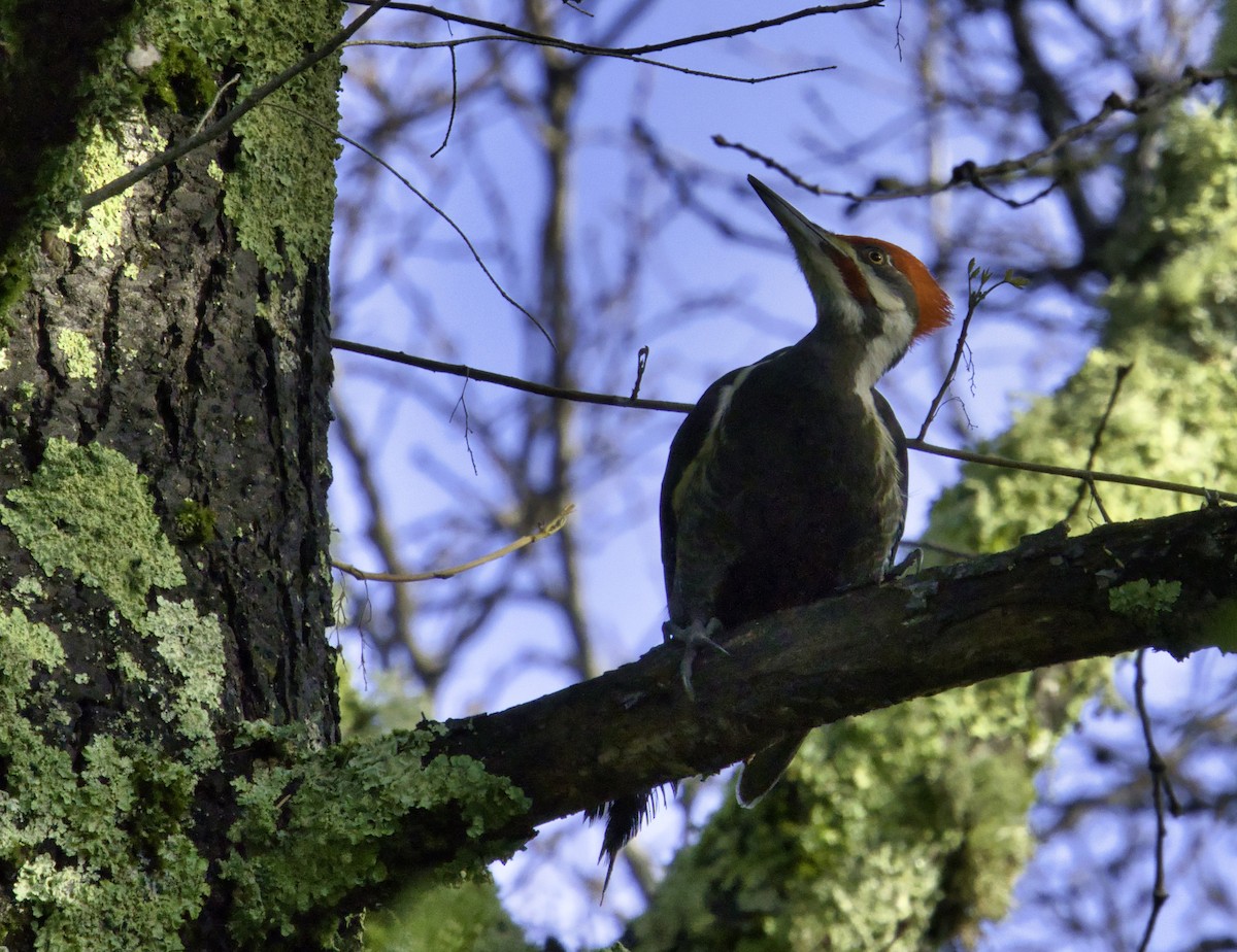 Pileated Woodpecker - sree alavattam
