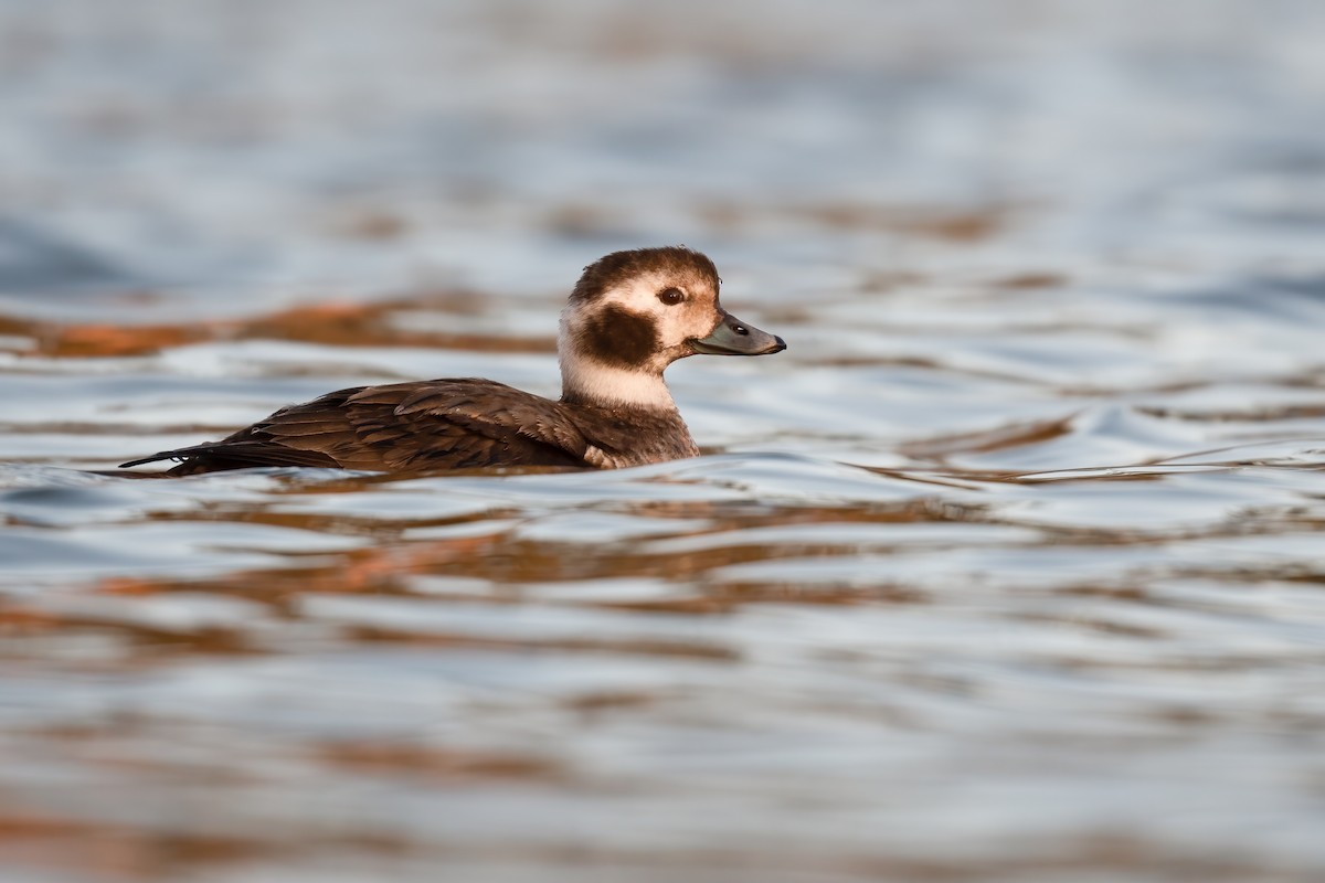 Long-tailed Duck - ML306727101