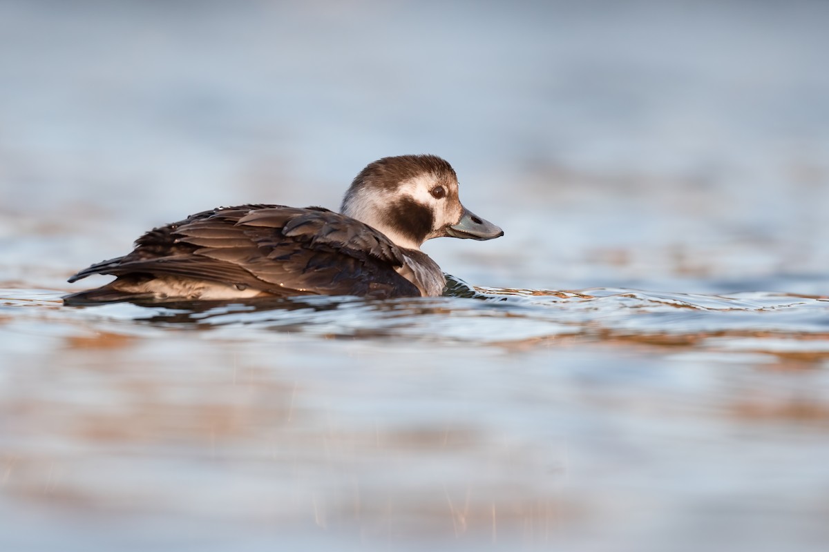 Long-tailed Duck - ML306727121