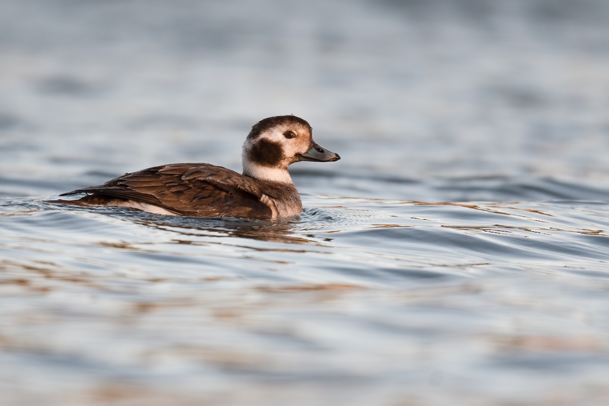 Long-tailed Duck - ML306727131