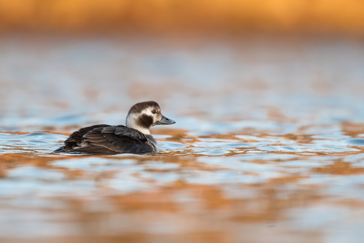 Long-tailed Duck - Ben  Lucking