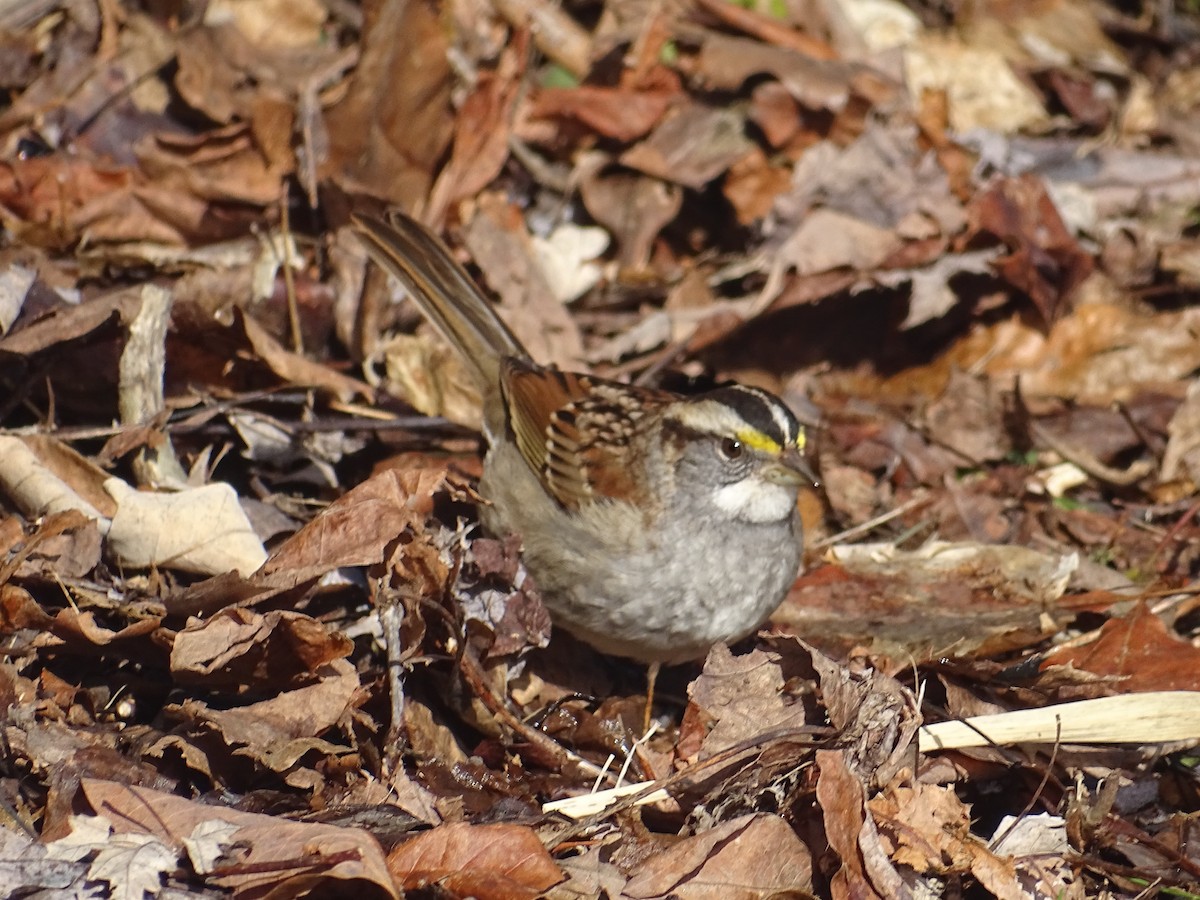 White-throated Sparrow - ML306728421