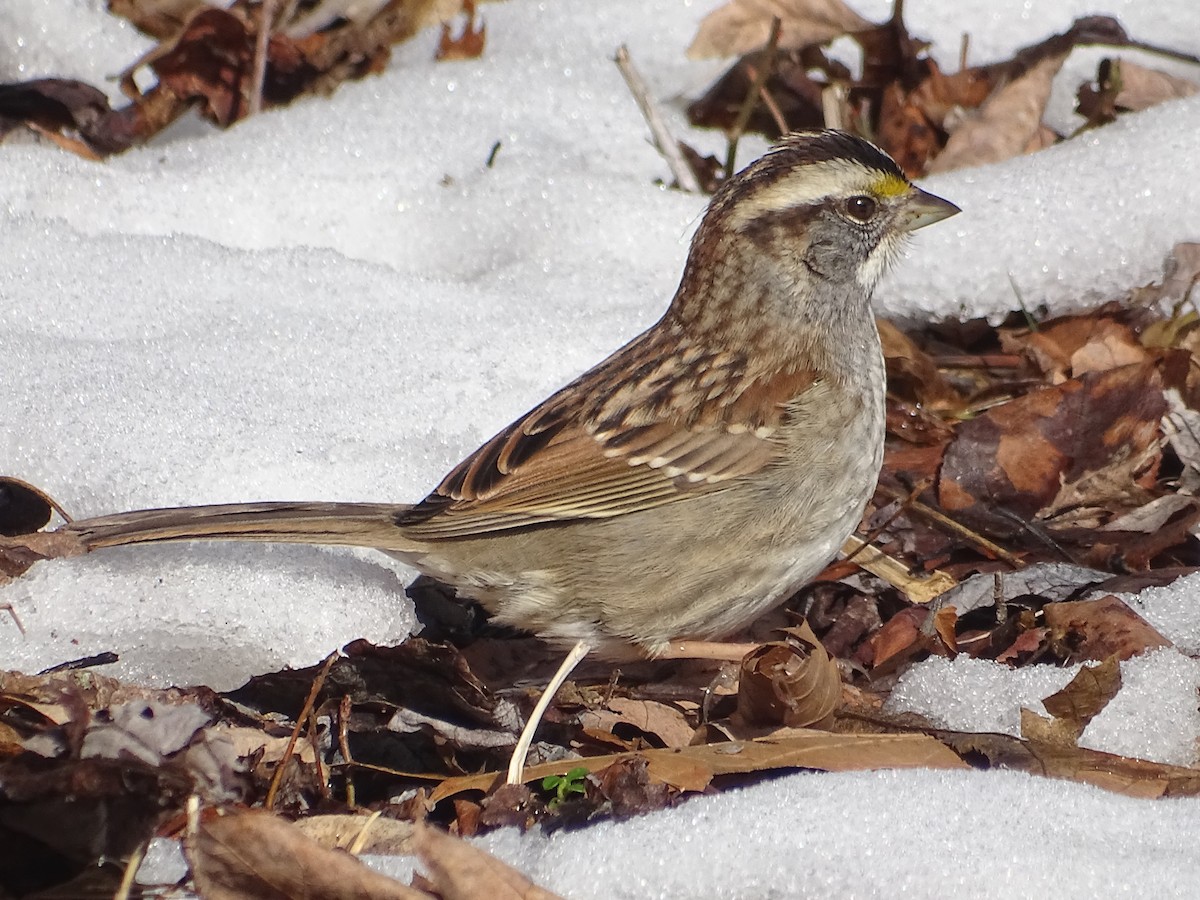 White-throated Sparrow - ML306728451