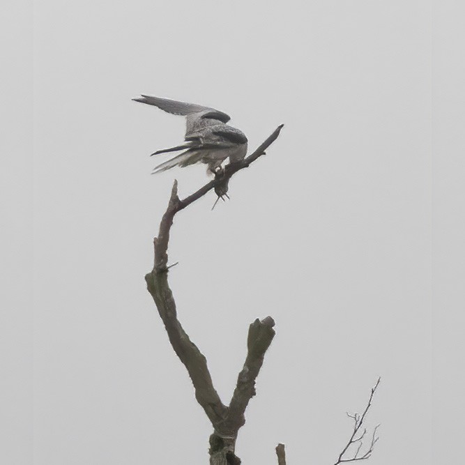 White-tailed Kite - ML306746771