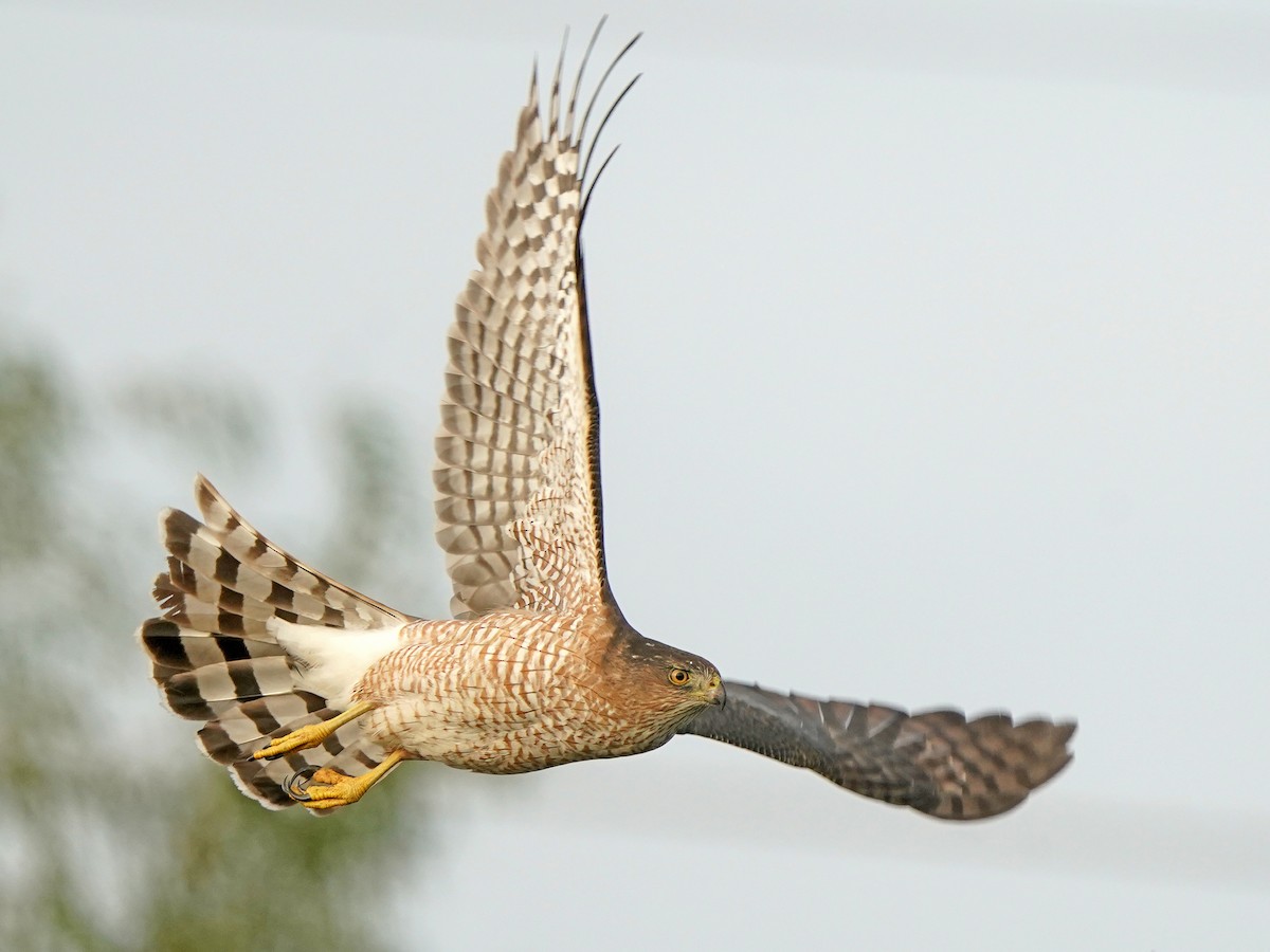 Cooper's Hawk - Astur cooperii - Birds of the World