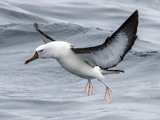  - Yellow-nosed Albatross (Indian)