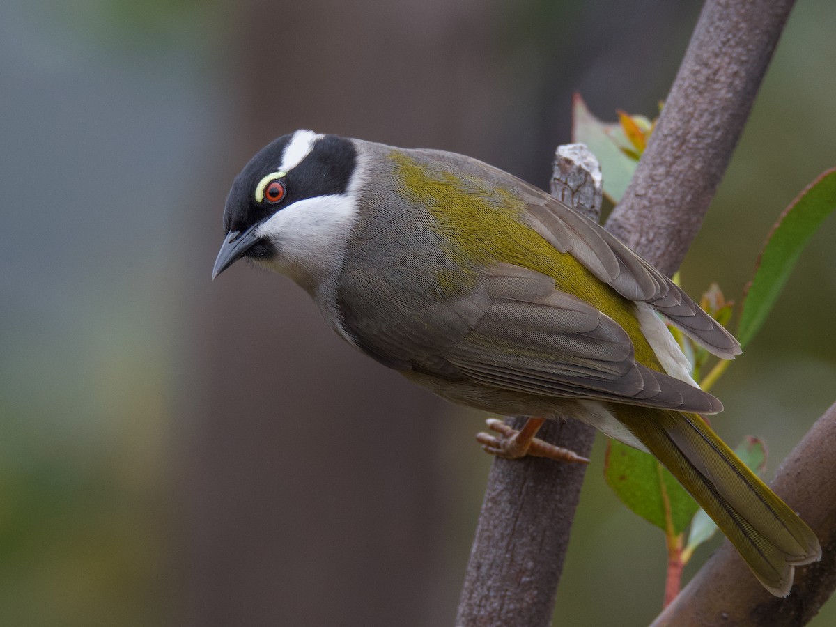 Strongbilled Honeyeater Melithreptus validirostris Birds of the World