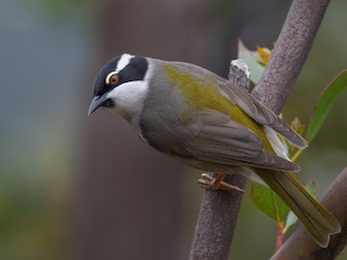  - Strong-billed Honeyeater