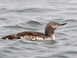  - Red-throated Loon