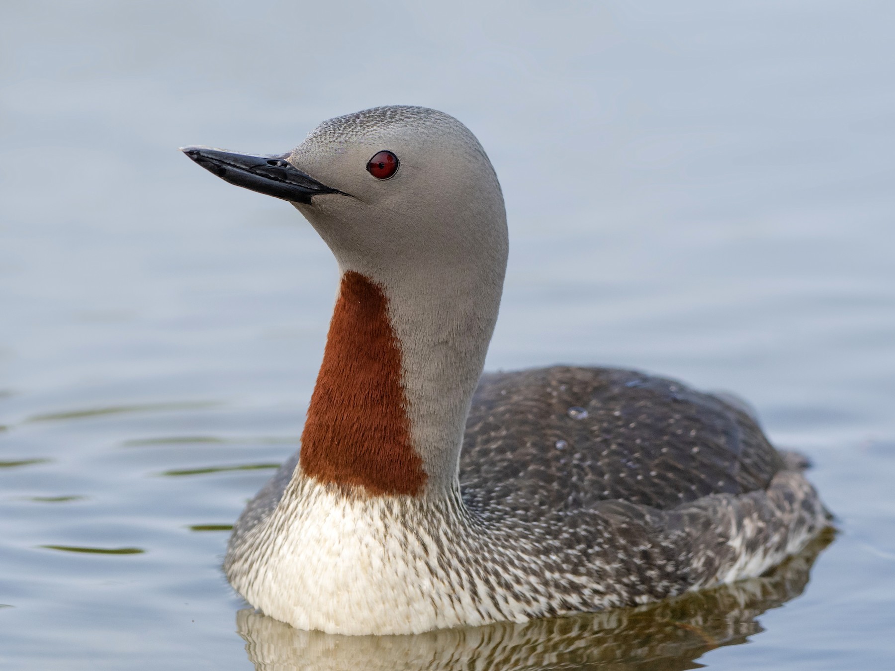 Red-throated Loon - Bryan Calk