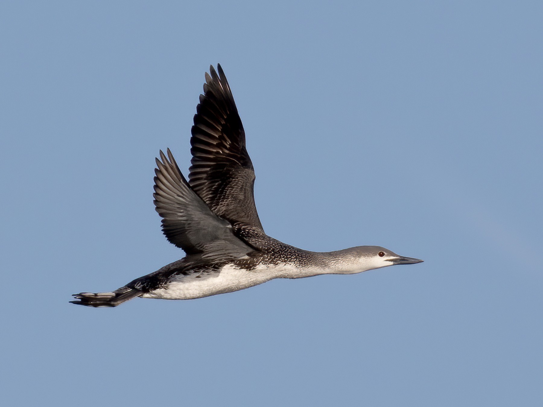 Red-throated Loon - Eric Ellingson