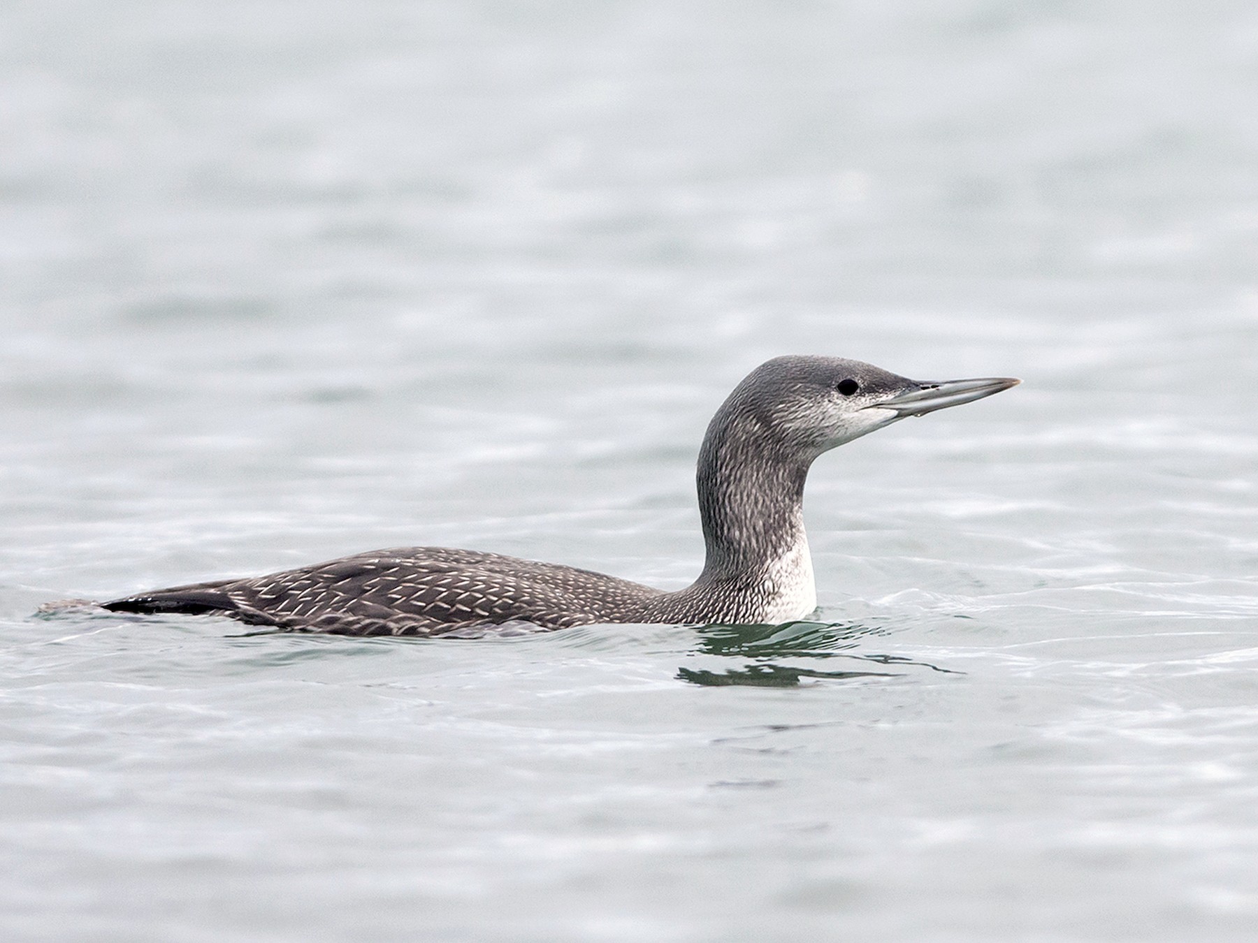 Red-throated Loon - Joshua Covill