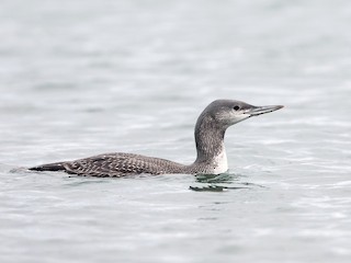  - Red-throated Loon