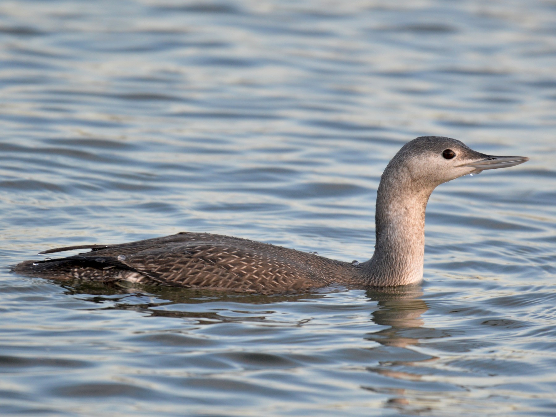 Redthroated Loon eBird