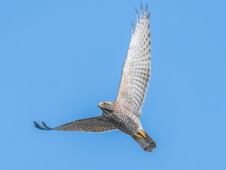 Gray-faced Buzzard - Butastur indicus - Birds of the World