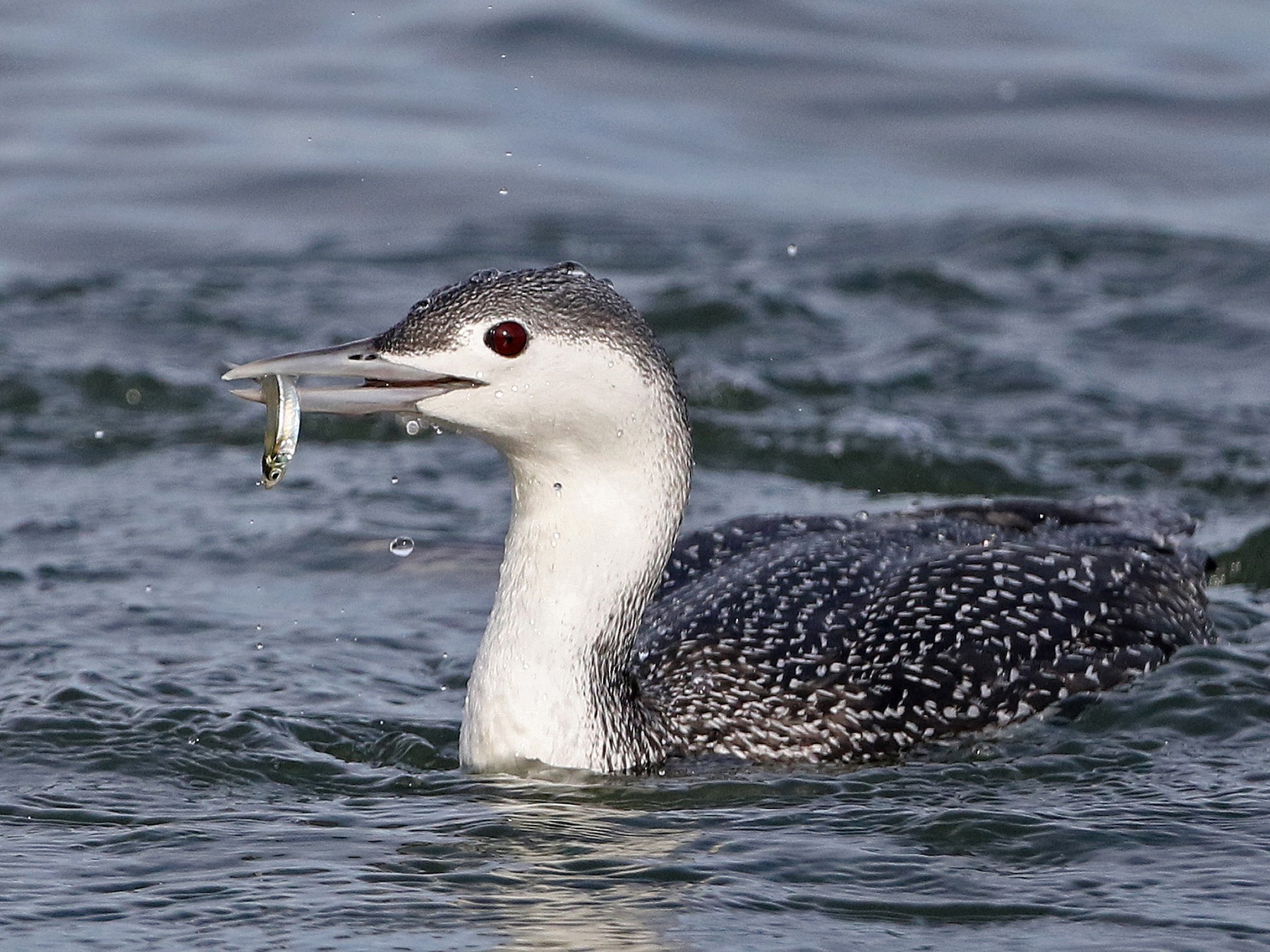 Red-throated Loon - Jay McGowan