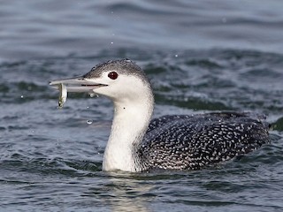  - Red-throated Loon
