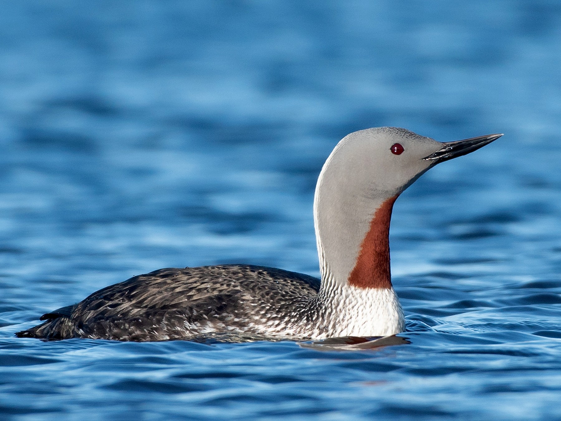 Red-throated Loon - Tyler Ficker